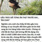 gau-truc-da-tung-an-thit-truoc-khi-an-chay